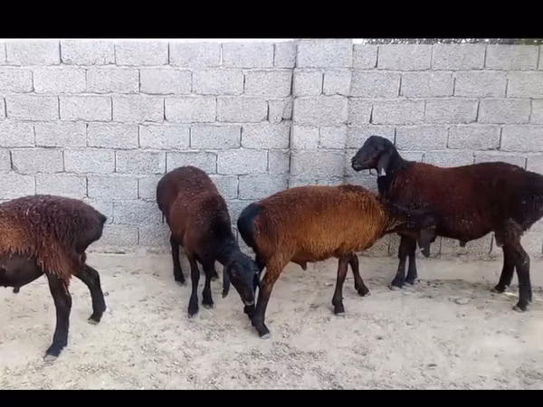 Cabra, Cabras — Cazaquistão