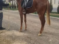 Mare, Thoroughbred horse — photo 1
