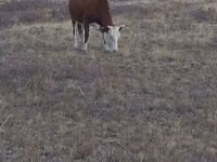Cow, Kazakh White-headed cow — photo 3