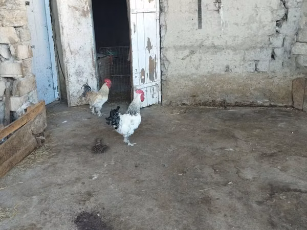 Brahma