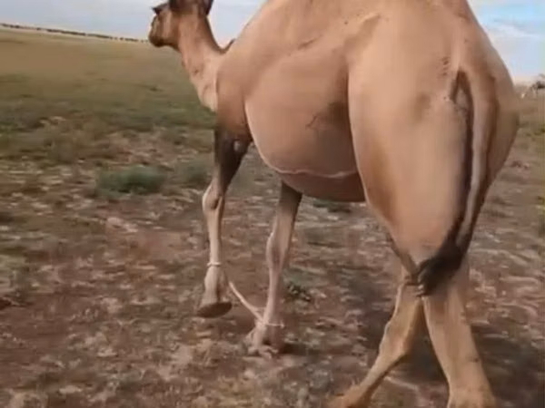 Cămilă femelă, Kazakh Bactrian camel