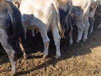 Bull, Alatau breed — photo 8