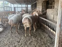 Ram, Arashan sheep — photo 6