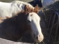 Horse (M), Gypsy horse — photo 1