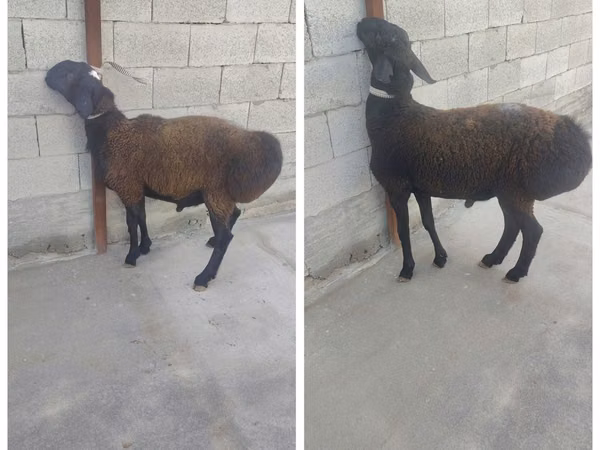 Ram, Sheep