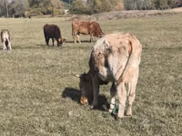 Bou, Bovine — foto 1