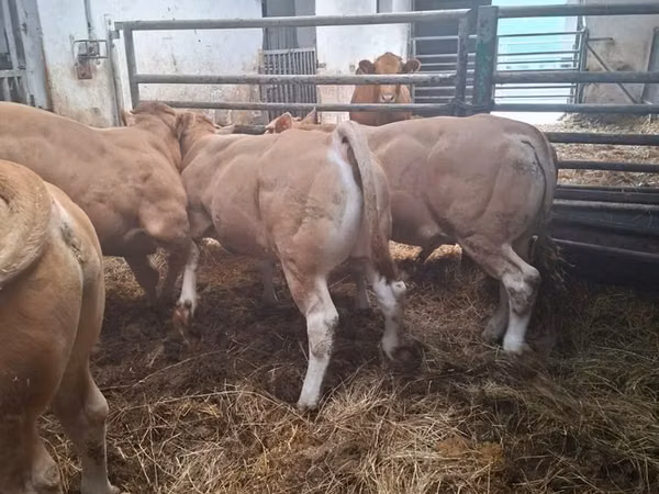 Bull, Blonde d’Aquitane cattle
