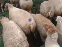 كبش, الأغنام — الصورة 1