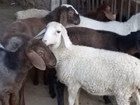 भेड़ें (लॉट, लिंग निर्दिष्ट नहीं), भेड़ — फ़ोटो 2