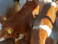 Byk, Simmental cattle — zdjęcie 1