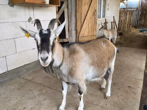 Goat, Alpine goat — Kazakhstan
