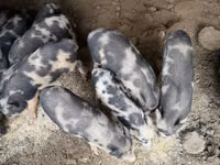ወንድ አሣማ, Pigs — ፎቶ 5