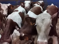公牛, Simmental cattle — 照片 1