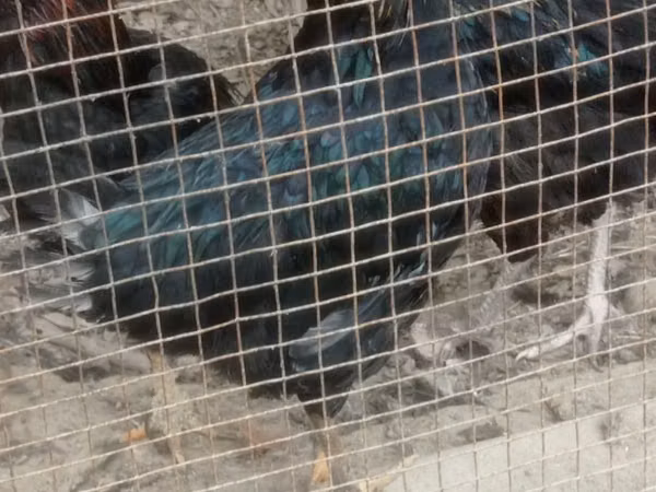 Chickens — Uzbekistan