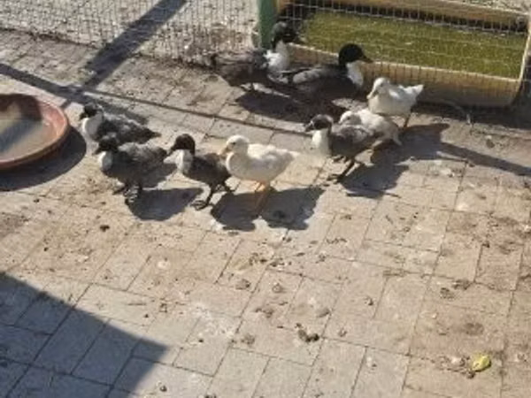 Ducks — Угорщина