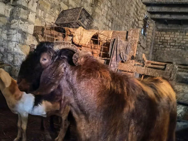 Billy Goat, Kamori goats — Azerbaijan