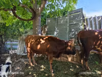 Bull, Cattle — photo 1