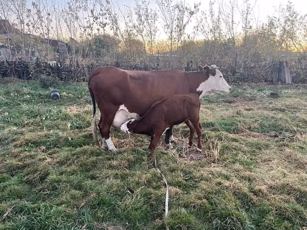 Cow, Latvian Blue cattle — Kazakhstan