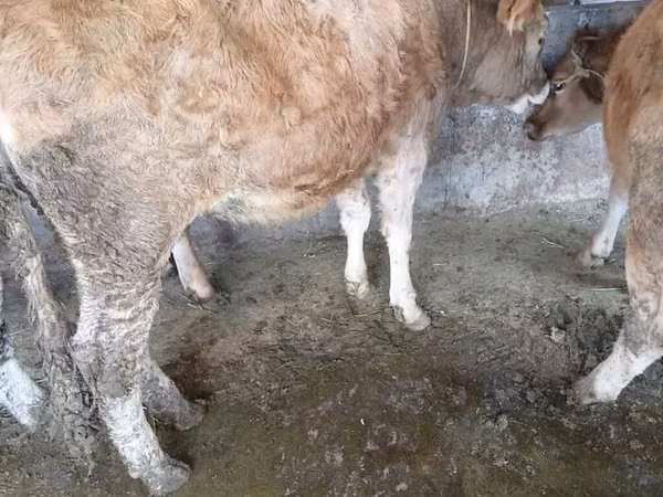 Krava, Говеда