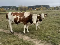 Cow, Simmental cattle — photo 1