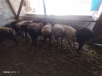 Sheep, Rhon sheep — photo 3