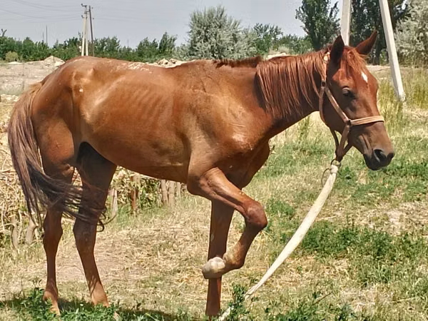 Ձի, Thoroughbred horse — Ուզբեկստան