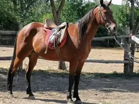 Horse (M), Horses — photo 2