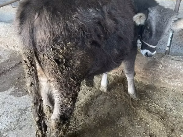 Bull, Swiss cattle — Kyrgyzstan