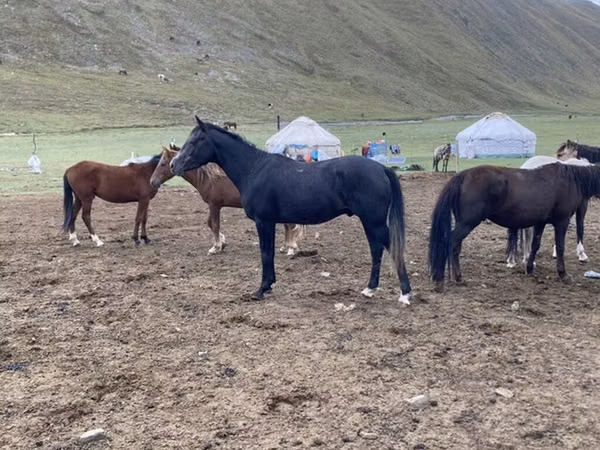 Pastuv, Russian Don