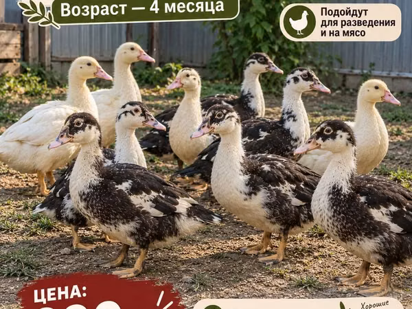 Ducks — Kyrgyzstan