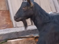 Коза, Saanen goat — снимка 8