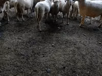 Kambing jantan, Sheep — foto 5