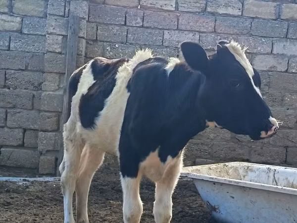 گائے, Simmental cattle