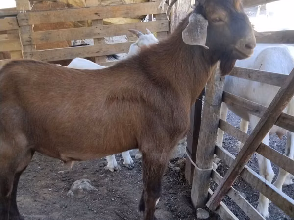 Billy Goat, Goats — Kyrgyzstan