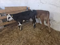 गाय, मवेशी — फ़ोटो 2
