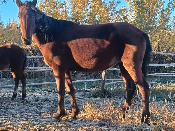 Kuda betina, Horses — Kazakhstan