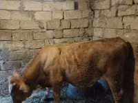 Bull, Simmental cattle — photo 2