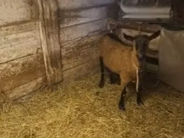 Goat, Goats