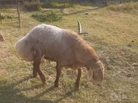 Ovan, Arashan sheep — fotografija 4