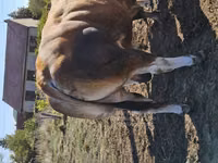 Taureau, Partenaise cattle — photo 2