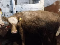 Cattle (batch, sex not specified), Cattle — photo 5