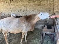 Ovan, Hissar sheep — fotografija 2