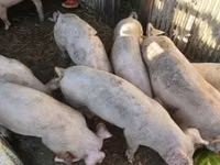 Boar, Pigs — photo 2