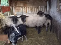 Sheep, White Suffolk sheep — photo 2