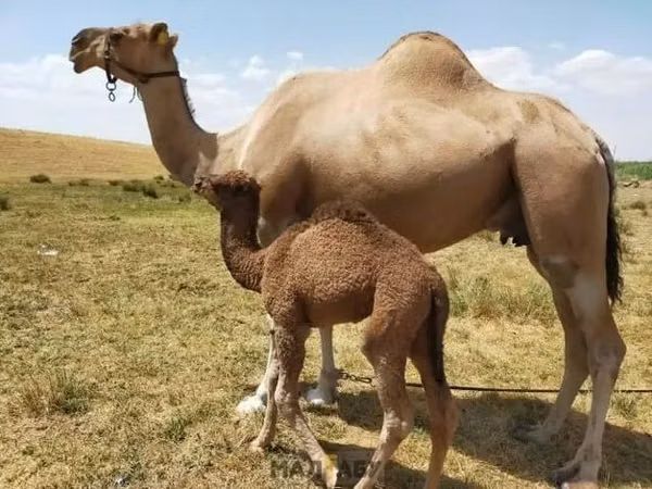 Camel Female, Kazakh Bactrian camel — Kazakhstan