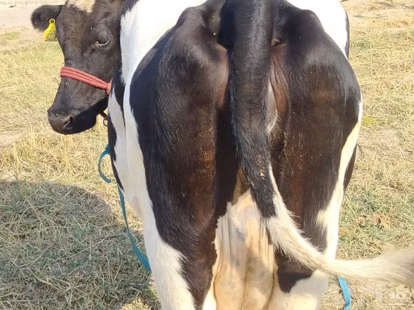 Cow, Russian Black pied cattle
