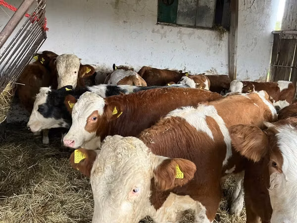 Cow, Simmental cattle