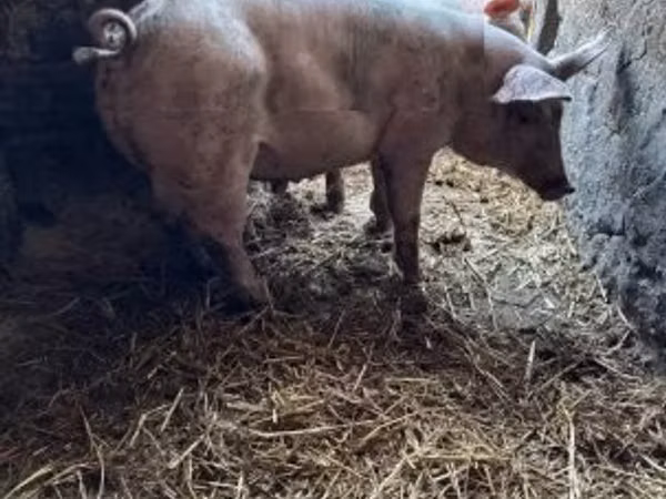 Boar, Pigs — Hungary