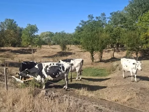Cow, Holstein breed — Hungary