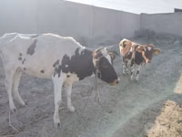 Ng'ombe jike, Simmental cattle — picha 2